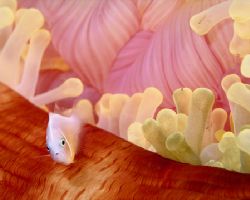 Pink Anemonefish, Fiji (Nikon F4, 105mm Macro, Aquatica h... by Andrew Dawson 